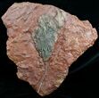 / Inch Scyphocrinites Crinoid - Morocco #4024-1
